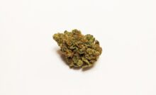 Une fleur sèche du cannabis OS.220 par Hexo