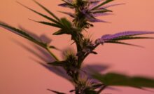 une plante de cannabis sur un fond de lumière orange-rouge
