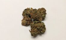 Blueberry Kush par Wayne Patrick