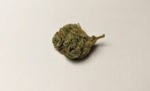 Ethos Glue Laurentian Organic