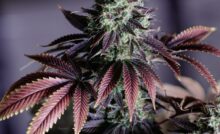 terpenes en profondeur