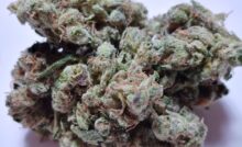 Photo des fleurs du cannabis Ruxton par Broken Coast
